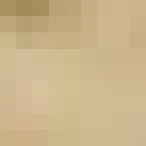 Rock Hyrax with babies