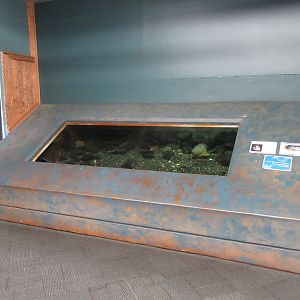 Wolf Eel Exhibit