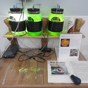 Phytoplankton Exhibit