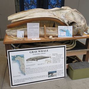 Gray Whale Skull (in Museum building)