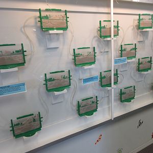 Harvester Ant Exhibit