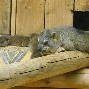 Colchester Zoo August 2019