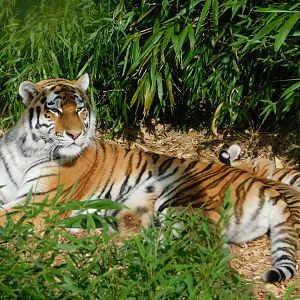 Colchester Zoo August 2019