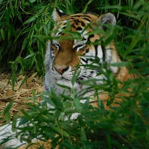 Colchester Zoo August 2019