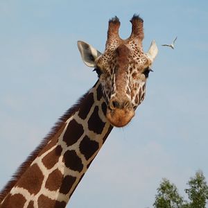 Colchester Zoo August 2019