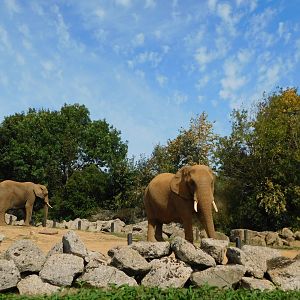 Colchester Zoo August 2019