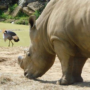 Colchester Zoo August 2019