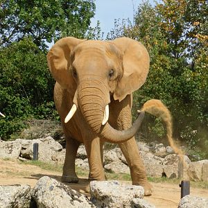 Colchester Zoo August 2019