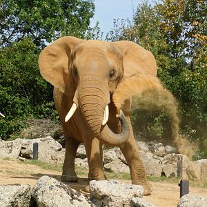 Colchester Zoo August 2019