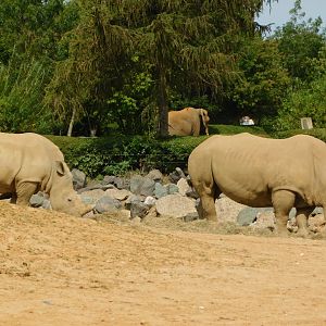 Colchester Zoo August 2019