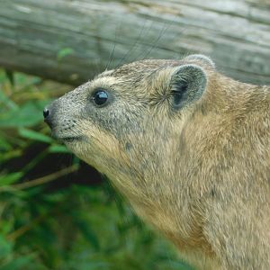 Colchester Zoo August 2019