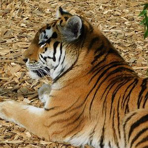 Colchester Zoo August 2019