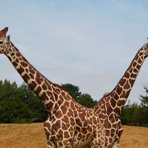 Colchester Zoo August 2019
