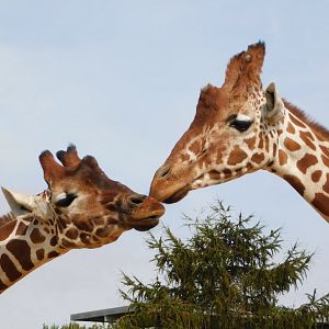 Colchester Zoo August 2019