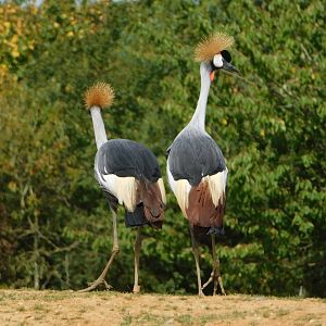 Colchester Zoo August 2019