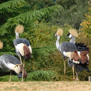 Colchester Zoo August 2019
