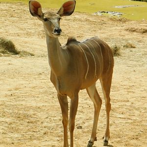 Colchester Zoo August 2019