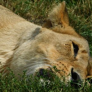 Colchester Zoo August 2019