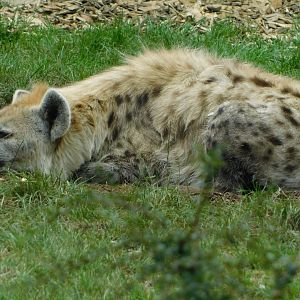 Colchester Zoo August 2019
