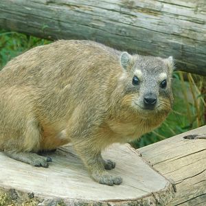 Colchester Zoo August 2019