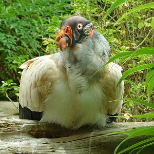 Colchester Zoo August 2019
