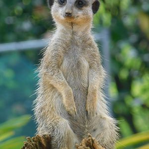 Colchester Zoo August 2019