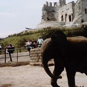 African Elephant - Summer 1990
