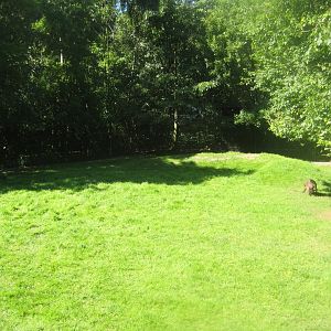 Skærup Zoo - Mixed wallaby exhibit