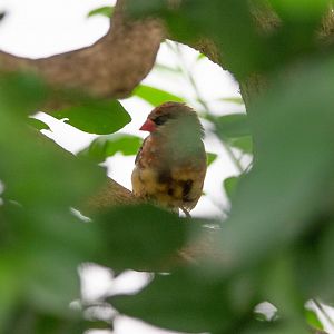 Can somebody identify this finch species?