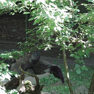 Rostock Zoo - Eurasian Otter