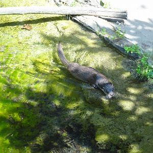 Rostock Zoo - Eurasian Otter