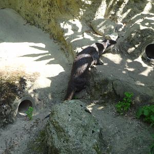 Rostock Zoo - Eurasian Otter