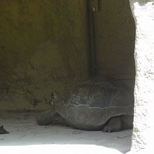 Rostock Zoo - GALAPAGOS GIANT TORTOISES