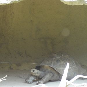 Rostock Zoo - GALAPAGOS GIANT TORTOISES