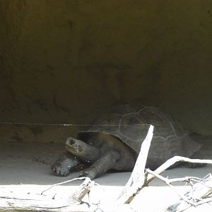 Rostock Zoo - GALAPAGOS GIANT TORTOISES