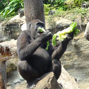 Rostock Zoo - Western Lowland Gorilla