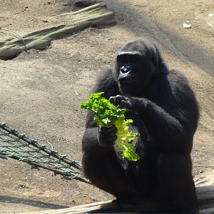 Rostock Zoo - Western Lowland Gorilla