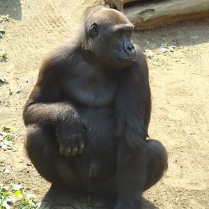 Rostock Zoo - Western Lowland Gorilla