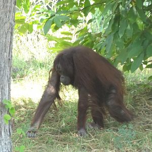 Rostock Zoo - BORNEAN ORANGUTAN