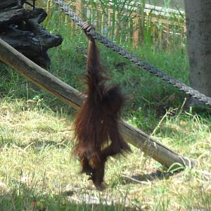 Rostock Zoo - BORNEAN ORANGUTAN