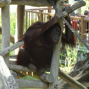 Rostock Zoo - BORNEAN ORANGUTAN