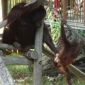 Rostock Zoo - BORNEAN ORANGUTAN