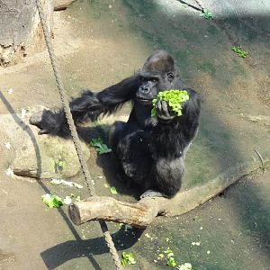 Rostock Zoo - Western Lowland Gorilla