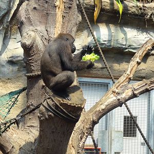Rostock Zoo - Western Lowland Gorilla