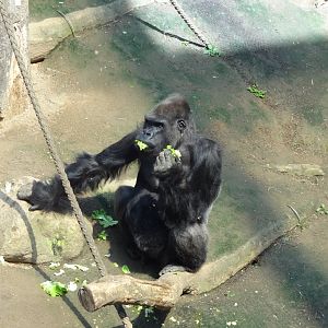 Rostock Zoo - Western Lowland Gorilla