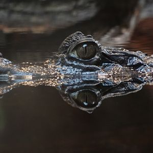 Rostock Zoo - SPECTACLED CAIMAN
