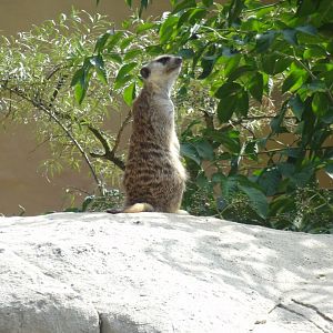 Rostock Zoo - Meerkat