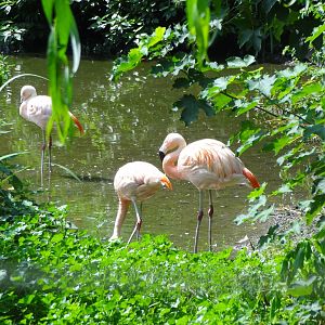 Rostock Zoo - Flamingos