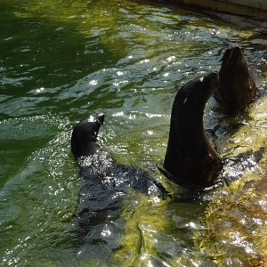 Rostock Zoo - Sea Lions