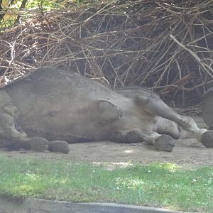 Rostock Zoo - Sleepy Camel